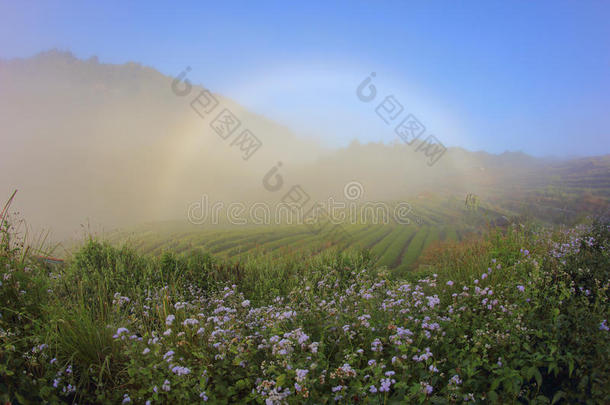 花是指已提到的人甜的用品