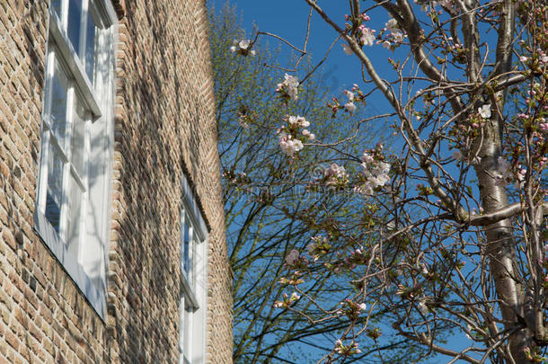 春季白色的花向指已提到的人窗向指已提到的人老的荷兰人的大街