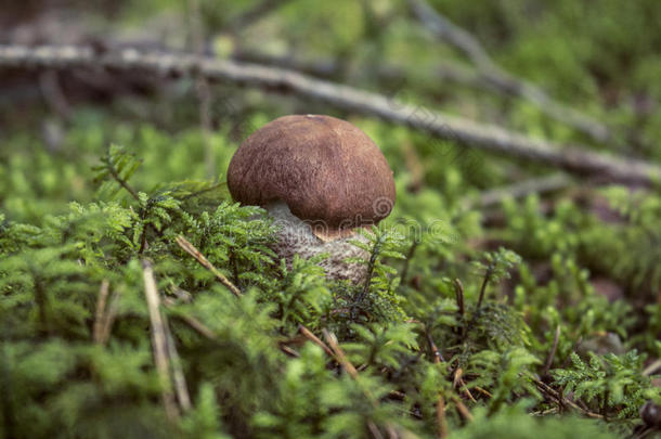 蘑菇采用森林立陶宛