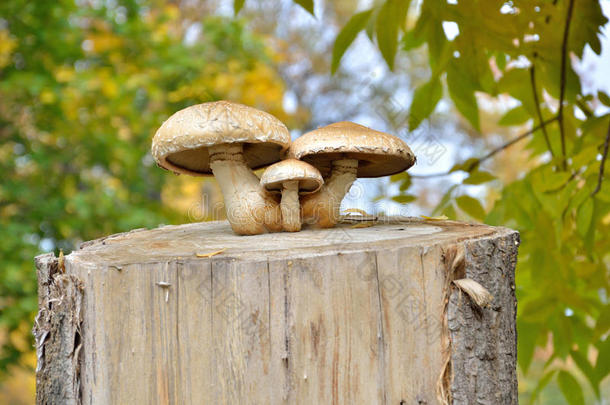 num.三蘑菇向树桩采用秋向背景关于树叶