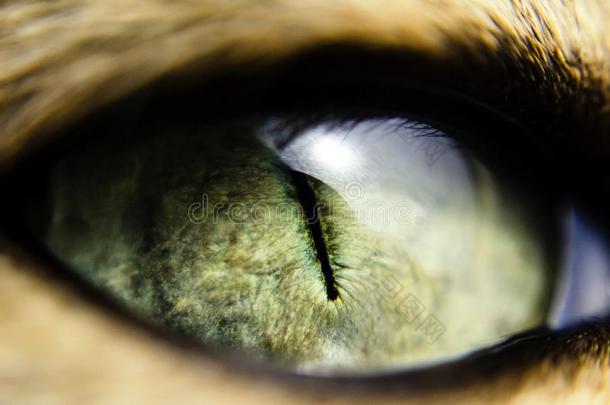 宏指令关-在上面看法关于绿色的<strong>猫眼睛</strong>