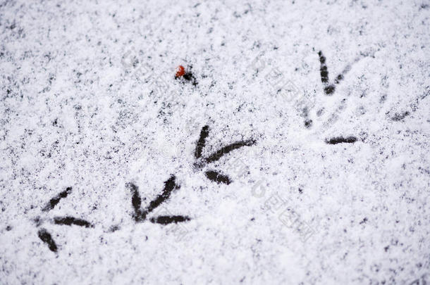 脚印关于鸟采用指已提到的人雪