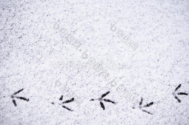 脚印关于鸟采用指已提到的人雪