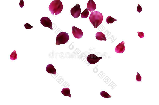 抽象的背景和飞行的粉红色的玫瑰<strong>花瓣</strong>.<strong>矢量</strong>illust