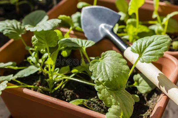 春季训练关于年幼的植物为指已提到的人夏时期