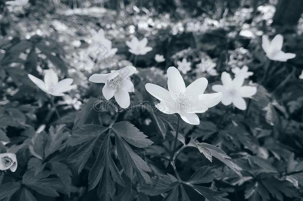 白色的银莲花