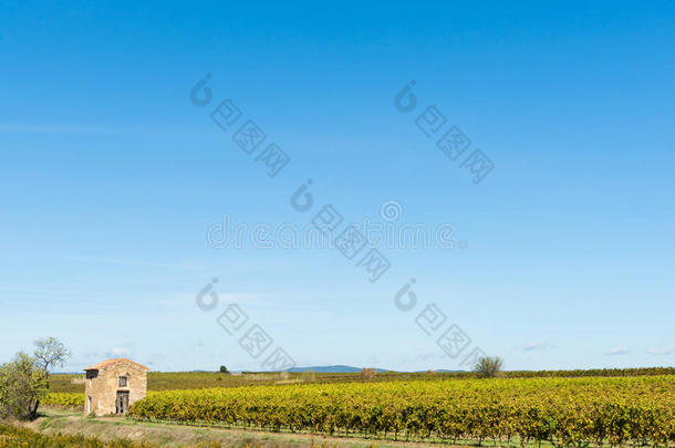 葡萄藤本植物采用宽的法国的乡下的风景
