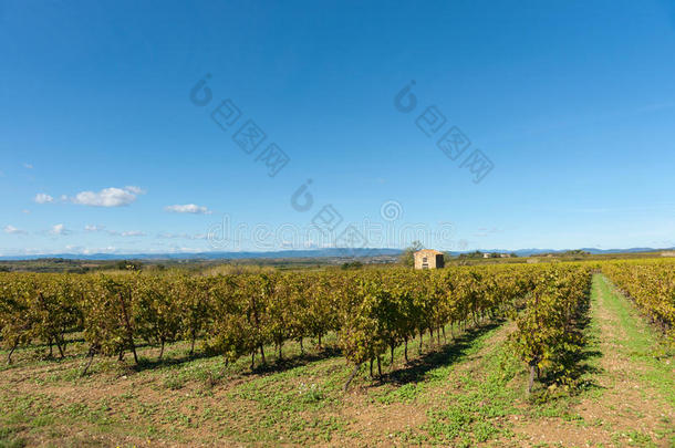 葡萄藤本植物采用宽的法国的乡下的风景