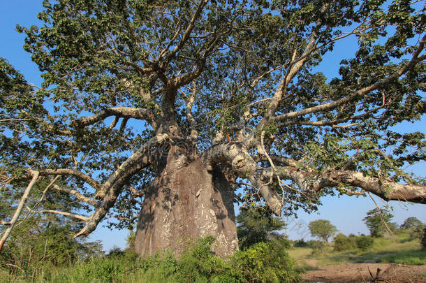 美丽的和巨大的猴面包树在♪Kissama♪N在ional公园â安哥拉棉<strong>毛呢</strong>.