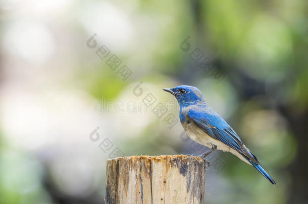 鸟(<strong>蓝</strong>色-和-<strong>白</strong>色的捕蝇器)向一树