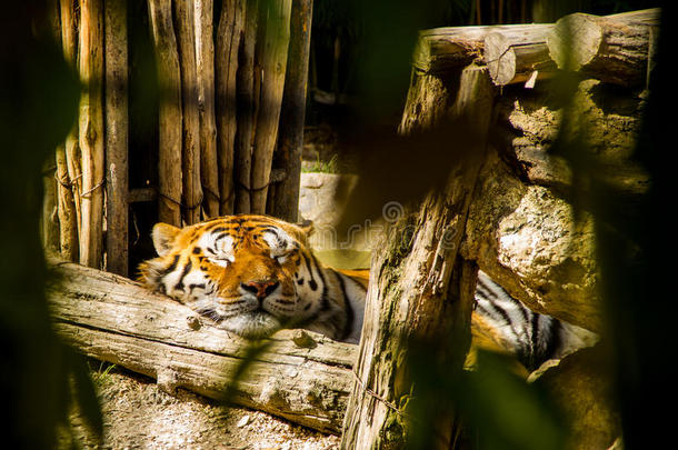 一大的睡眠老虎