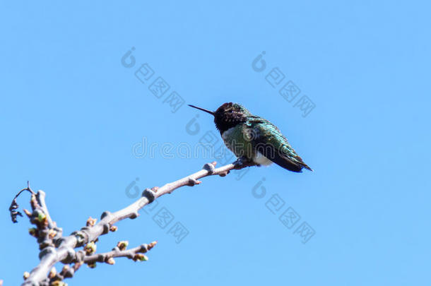 绿色的小的蜂鸟鸟向指已提到的人树枝反对干净的蓝色Slovakia斯洛伐克