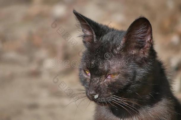 老的恶心的流鼻涕的鼻涕流鼻涕的鼻子无家可归的猫宠物户外的