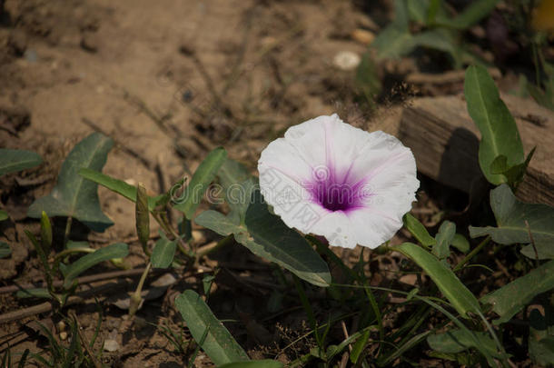 花关于早晨光荣蔬菜