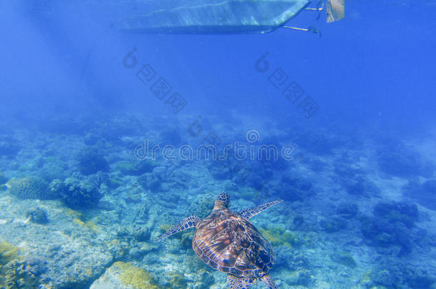 海龟在下面小船.乌龟熏鱼上附着的鳔在下面water采用蓝色托尼卡