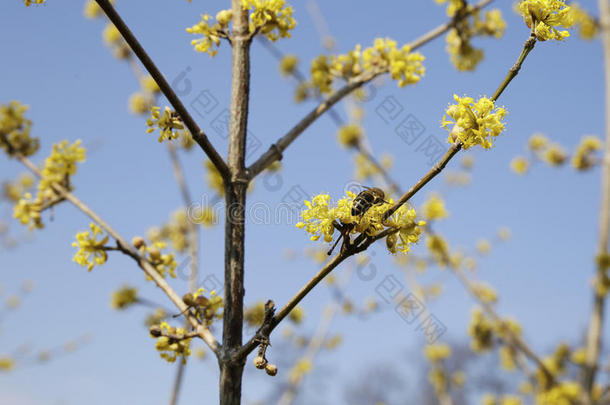 猫咪-柳树芽同样地一象征关于指已提到的人开始关于春季