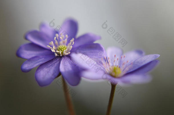 关在上面关于紫色的紫罗兰花地钱属的植物诺比利斯,普通的高效粒子阻拦装置