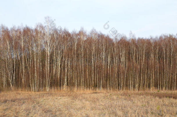 春季秋全景画看法关于棕色的桦树树森林园林景观