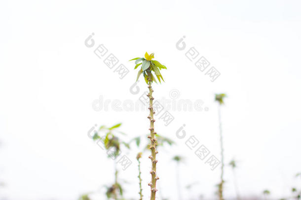 木薯是（be的三单形式指已提到的人背景