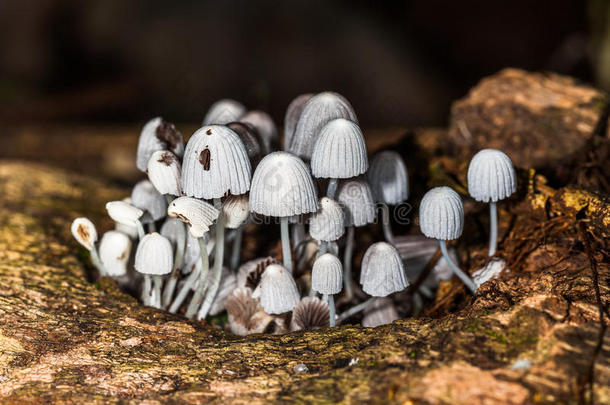真菌西尔维斯特-蘑菇-真菌