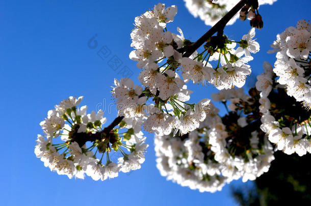 樱桃花树枝