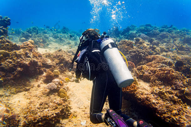 女人潜水员在热带的珊瑚礁水肺跳水采用热带的奥塞