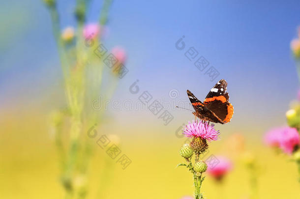 美丽的蝴蝶一次向一b一rbed花采用夏向一英文字母表的第19个字母