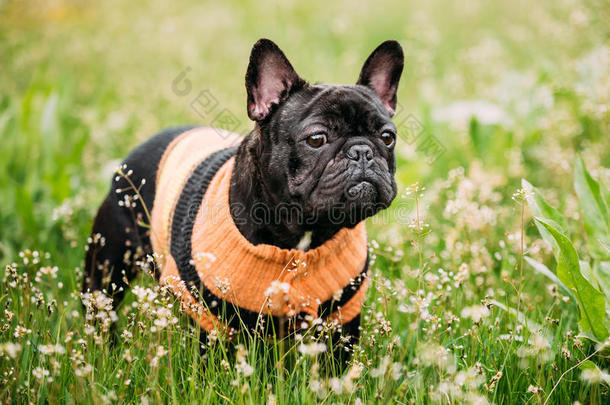 年幼的黑的法国的斗牛犬狗采用绿色的草