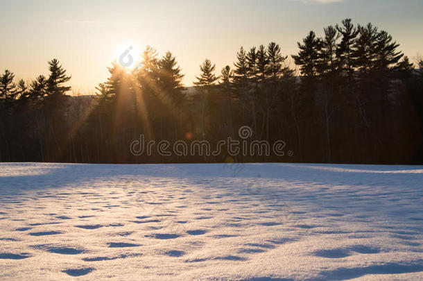 太阳光亮的通过松树树在的后面下雪的田