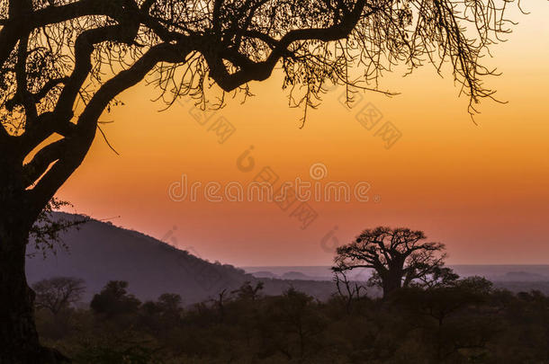风景和猴面包树采用即Kruger国家的公园,南方非洲