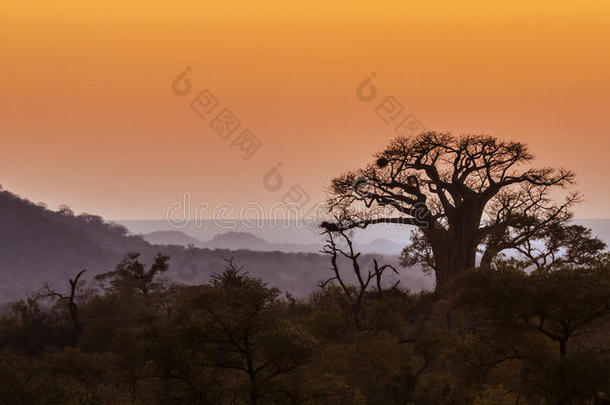 风景和猴面包树采用即Kruger国家的公园,南方非洲