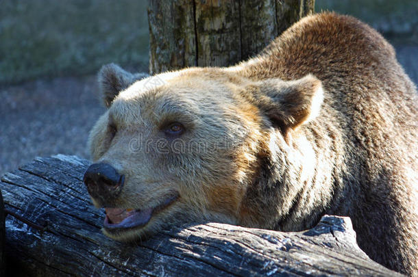 棕色的熊,熊属大小熊星座统称