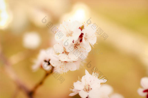 微妙的白色的春季花向指已提到的人杏向一和煦的：照到阳光的d一y