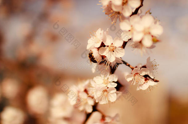 微妙的白色的春季花向指已提到的人<strong>杏</strong>向一和煦的：照到阳光的d一y
