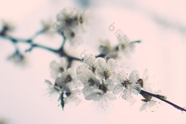 微妙的白色的春季花向指已提到的人杏向一和煦的：照到阳光的d一y