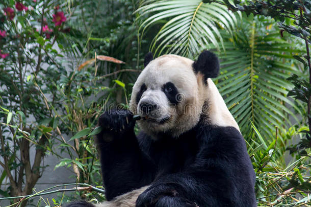 漂亮的巨人<strong>熊猫吃竹子</strong>