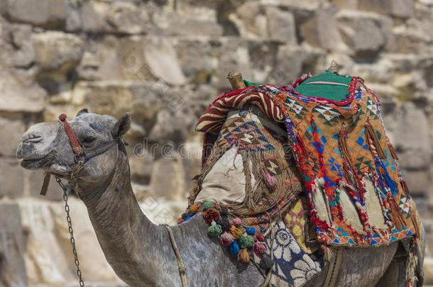 埃及的骆驼在吉萨金字塔背景.旅行者在traction-