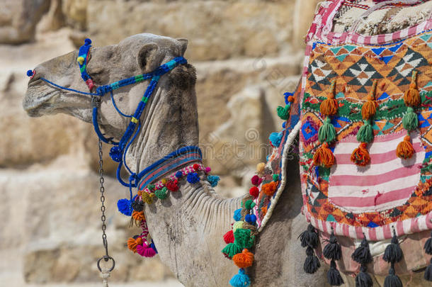 埃及的骆驼在吉萨金字塔背景.旅行者在traction-