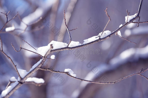 冬树树枝大量的和雪.冷冻的树树枝采用winter冬天