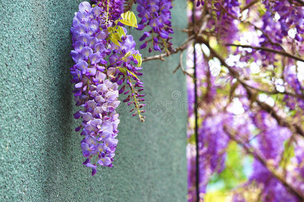 紫色的柴藤<strong>花</strong>,<strong>豆</strong>树,中国人柴藤,紫色的藤