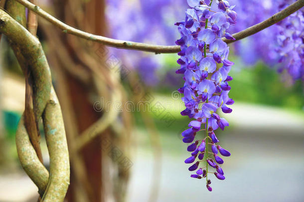 紫色的柴藤<strong>花</strong>,<strong>豆</strong>树,中国人柴藤,紫色的藤