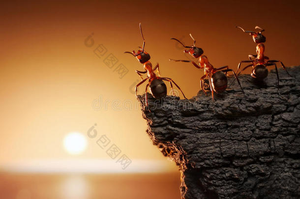队关于蚂蚁向岩石观察日出或日落在海