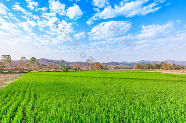 乡村风景和绿色的稻田采用日出和云