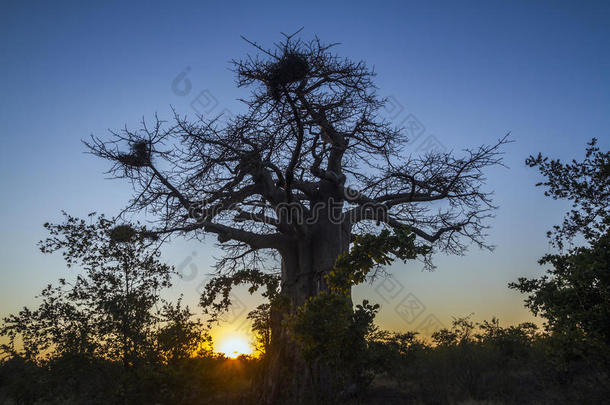 猴面包树采用即Kruger国家的公园,南方非洲