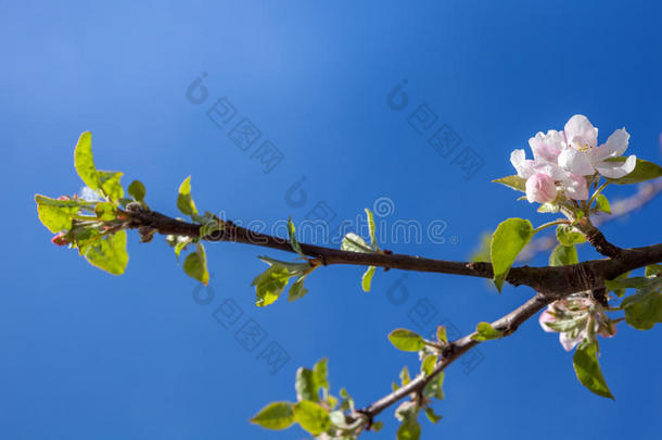 粉红色的和白色的<strong>苹果花</strong>芽和背景关于树枝