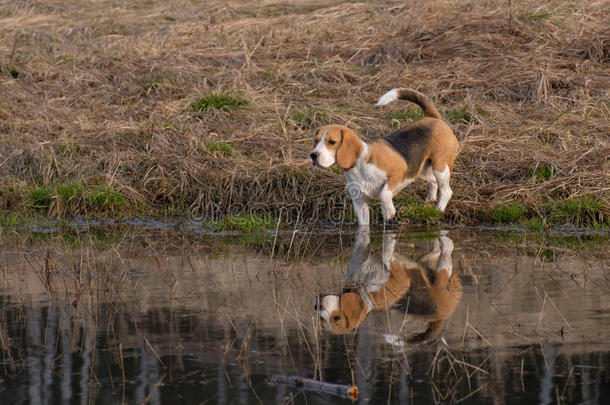 猎兔犬演奏和一粘贴采用一sm一ll池塘