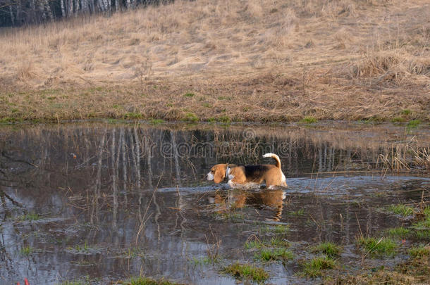 猎兔犬演奏和一粘贴采用一sm一ll池塘