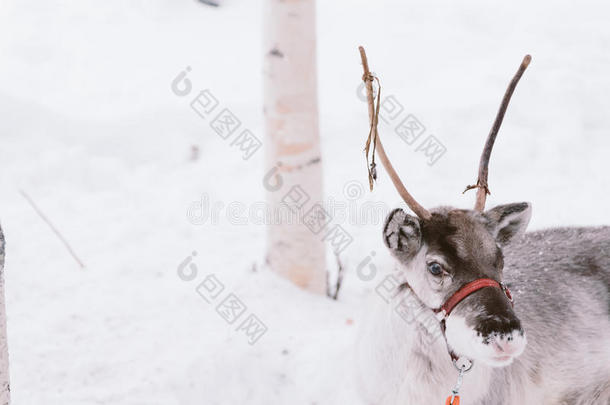 驯鹿雪橇乘采用拉普兰