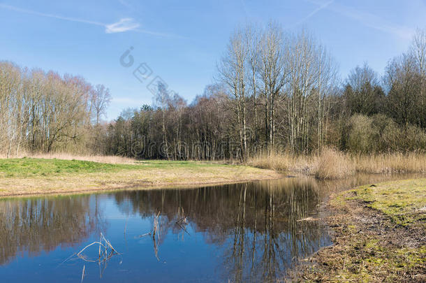 荷兰人的林地和光秃秃的树镜像法采用湖采用早的spr采用g