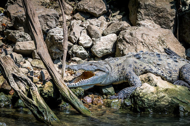 鳄鱼在落水洞峡谷-恰帕斯,墨西哥